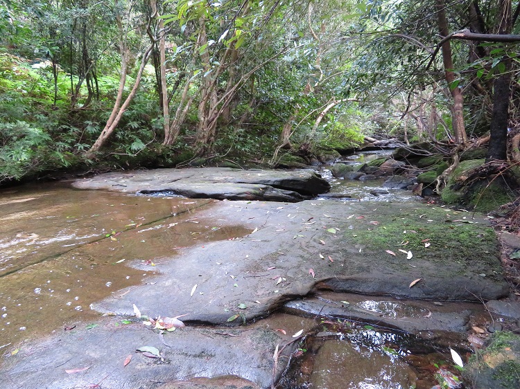 A babbling brook on Day 5 of the Great North Walk