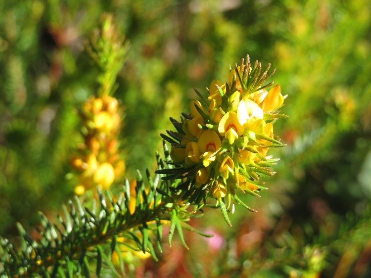Late Winter blooms on Day 5 of the Great North Walk