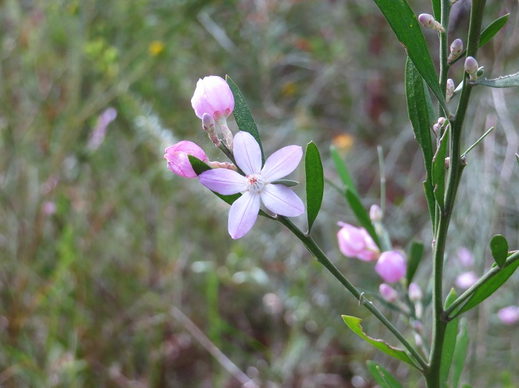 Late Winter blooms on Day 5 of the Great North Walk