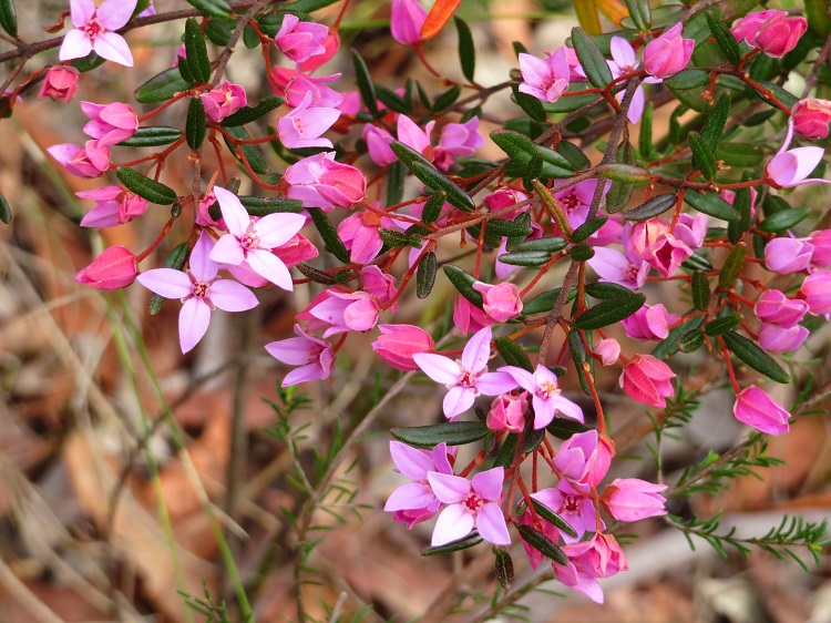 Late Winter blooms on Day 5 of the Great North Walk
