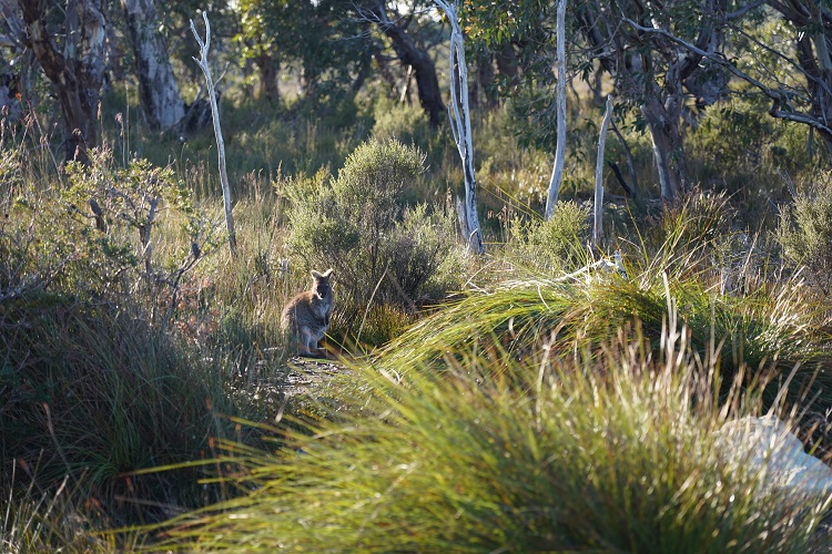 Wallaby, Three Capes Track, Tasmania