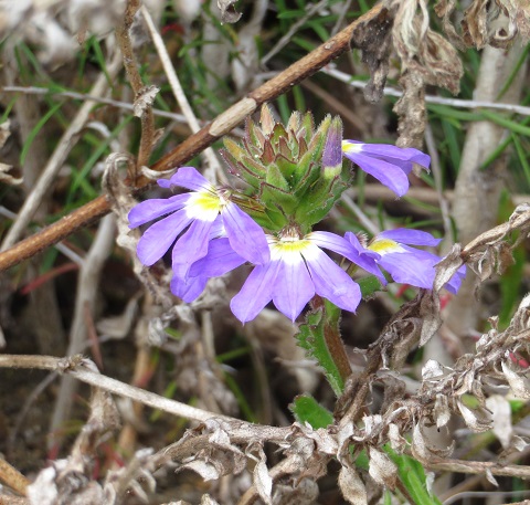 Australian native flora on the Light to Light Walk, Eden NSW