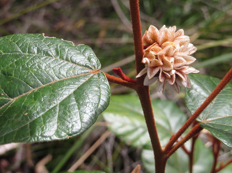 Australian native flora on the Light to Light Walk, Eden NSW