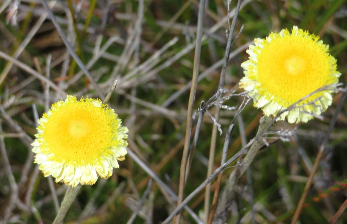 Australian native flora on the Light to Light Walk, Eden NSW