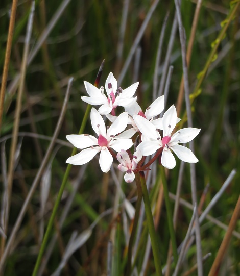 Australian native flora on the Light to Light Walk, Eden NSW
