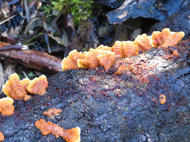 Fungi on the Three Capes Track, Tasmania