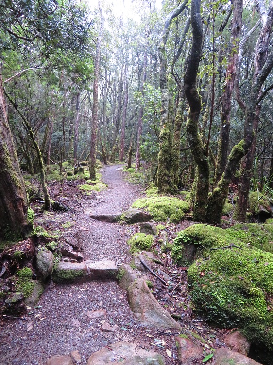 The damp forest of Mt Fortescue, Three Capes Track, Tasmania