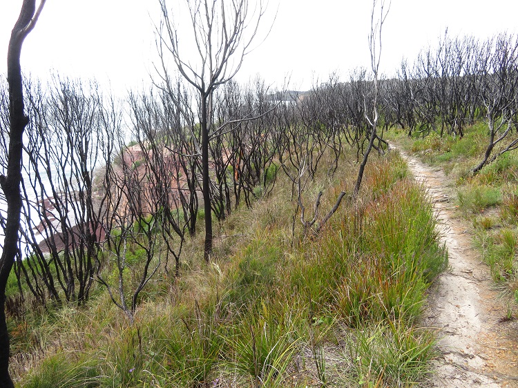 The path on the Light to Light Walk, Eden NSW