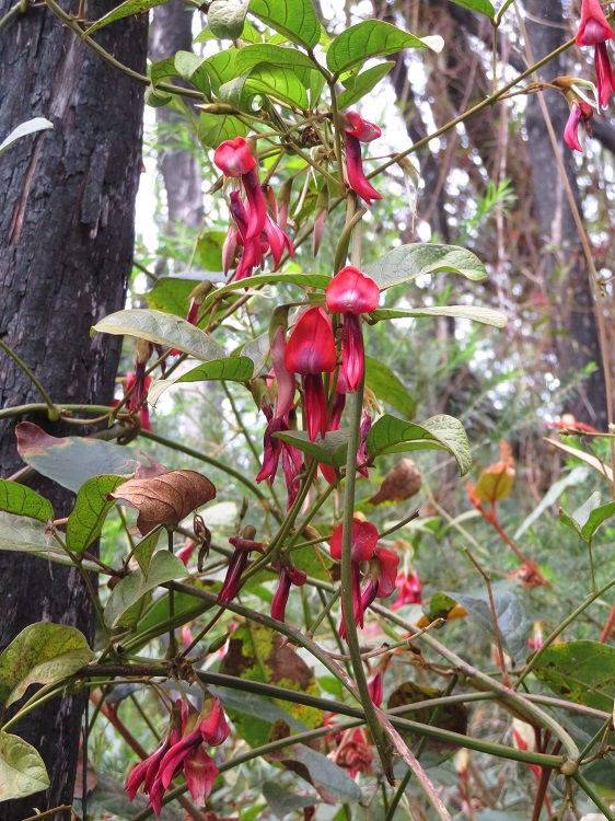 Pea-like flower, Beowa National Park, Eden NSW