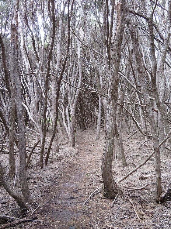 Coastal Views on the Light to Light Walk, Eden NSW