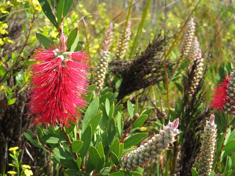 Native red bottlebrush, Beowa National Park, Eden NSW