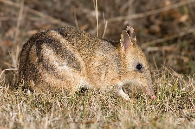 A bandicoot on the Light to Light Walk through Beowa National Park, Eden