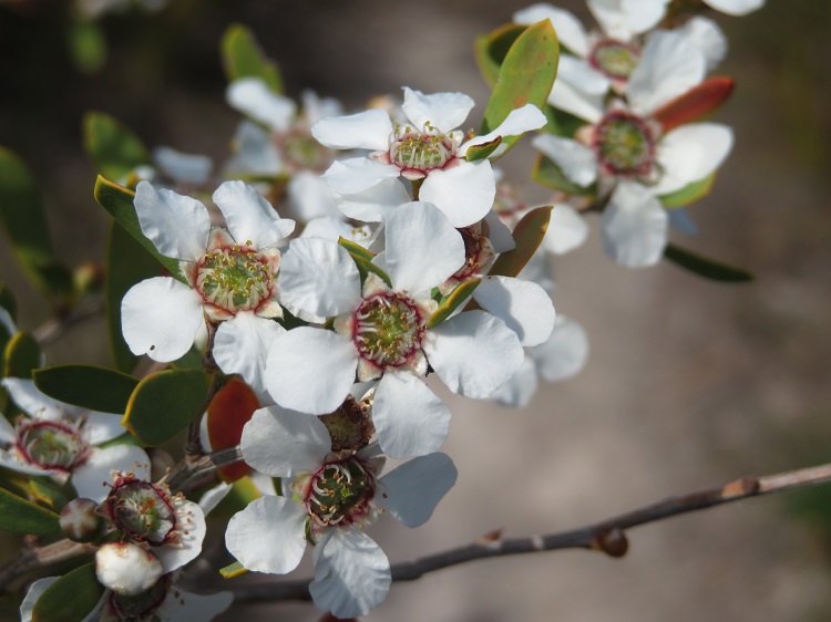 Native flowers on the Light to Light Walk through Beowa National Park, Eden