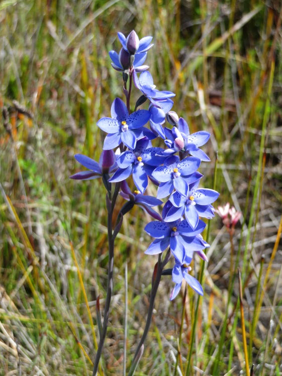 Native flora on the Light to Light Walk, Beowa National Park