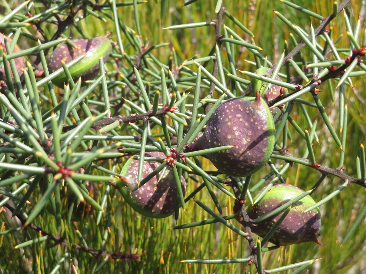 Native flowers on the Light to Light Walk through Beowa National Park, Eden