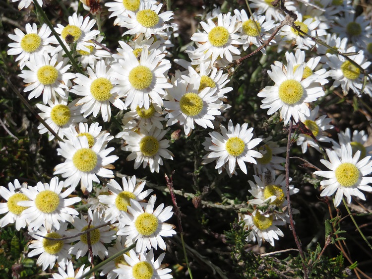 Native flowers on the Light to Light Walk through Beowa National Park, Eden