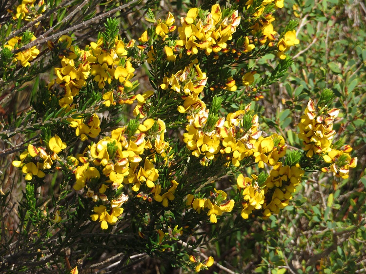 Native flowers on the Light to Light Walk through Beowa National Park, Eden