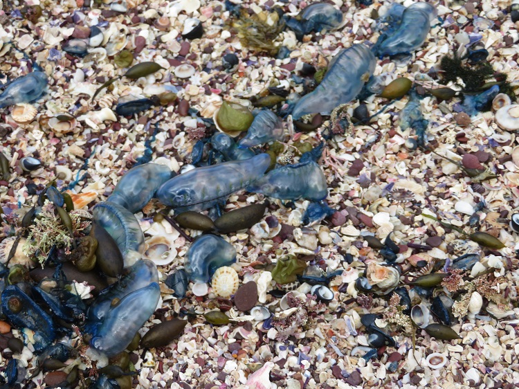 Bluebottles on the Light to Light Walk, Beowa National Park