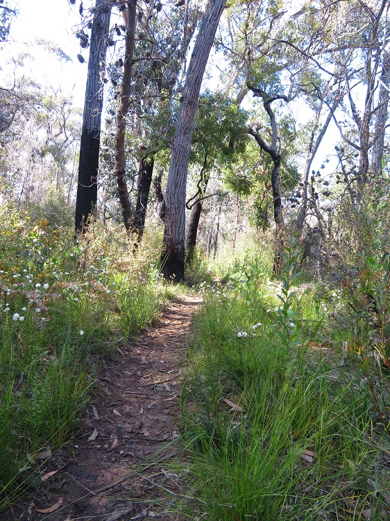 Path and terrain on the Light to Light Walk through Beowa National Park, Eden
