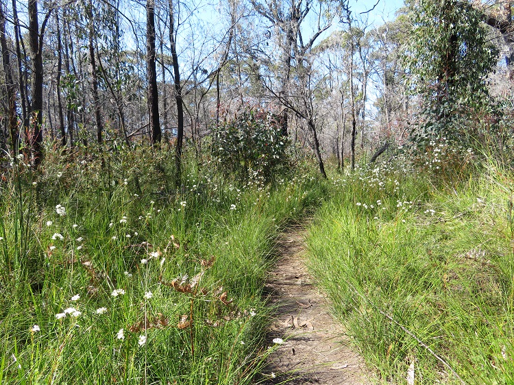 Path and terrain on the Light to Light Walk through Beowa National Park, Eden