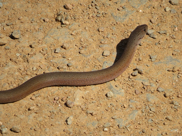 A brown snake on the Light to Light Walk through Beowa National Park, Eden
