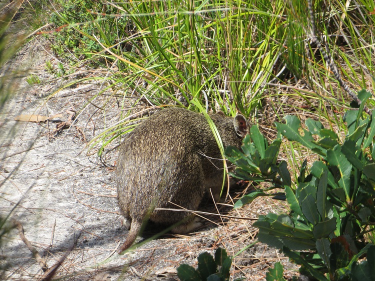 A bandicoot on the Light to Light Walk through Beowa National Park, Eden