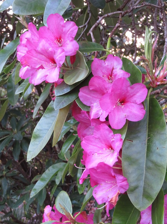 Campbell Rhododendron Gardens, Blackheath