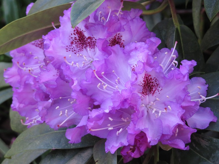 Campbell Rhododendron Gardens, Blackheath