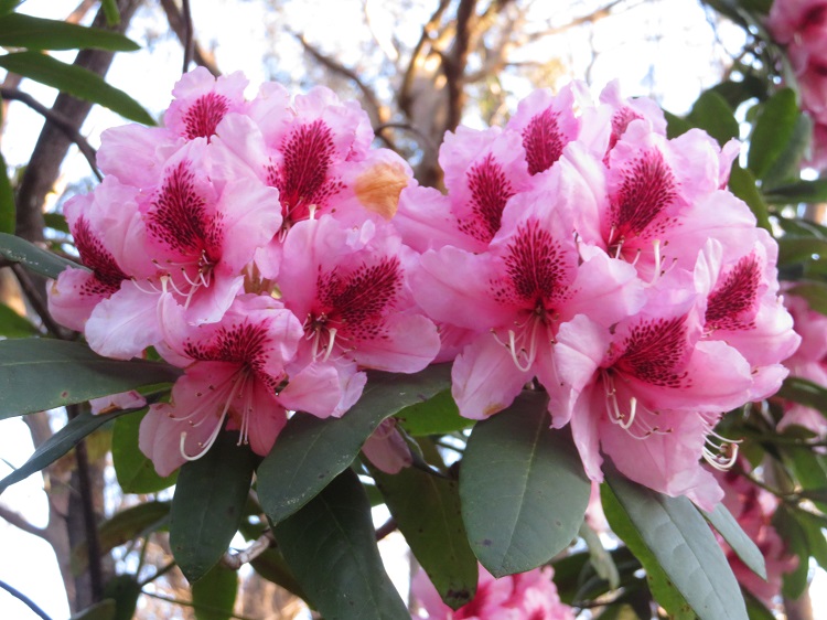 Campbell Rhododendron Gardens, Blackheath