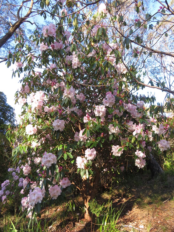 Campbell Rhododendron Gardens, Blackheath