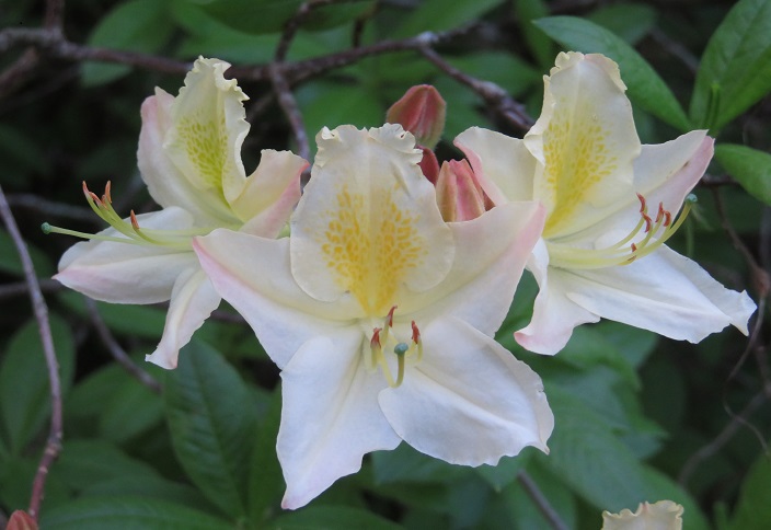 Campbell Rhododendron Gardens, Blackheath