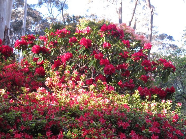 Campbell Rhododendron Gardens, Blackheath