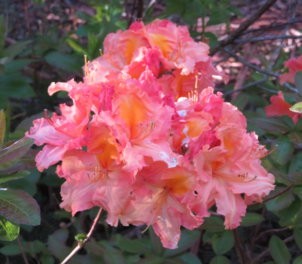 Campbell Rhododendron Gardens, Blackheath