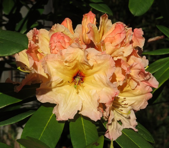 Campbell Rhododendron Gardens, Blackheath