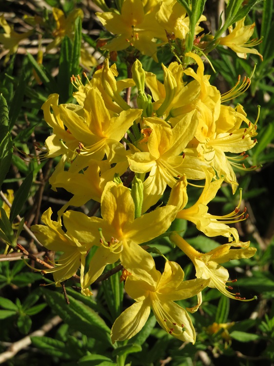 Campbell Rhododendron Gardens, Blackheath