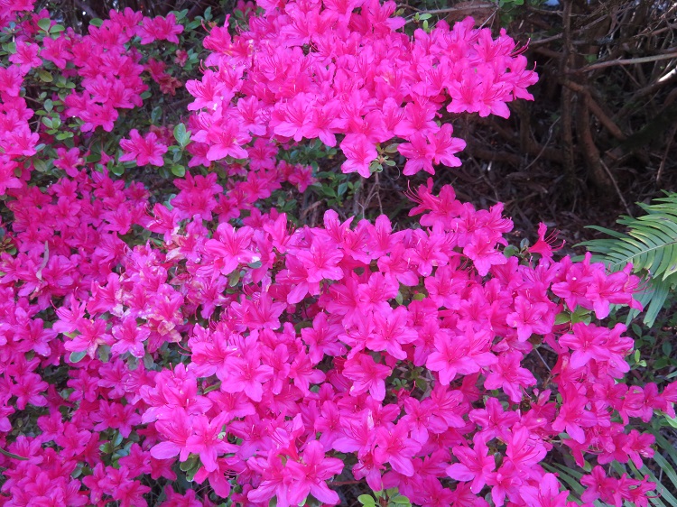 Campbell Rhododendron Gardens, Blackheath