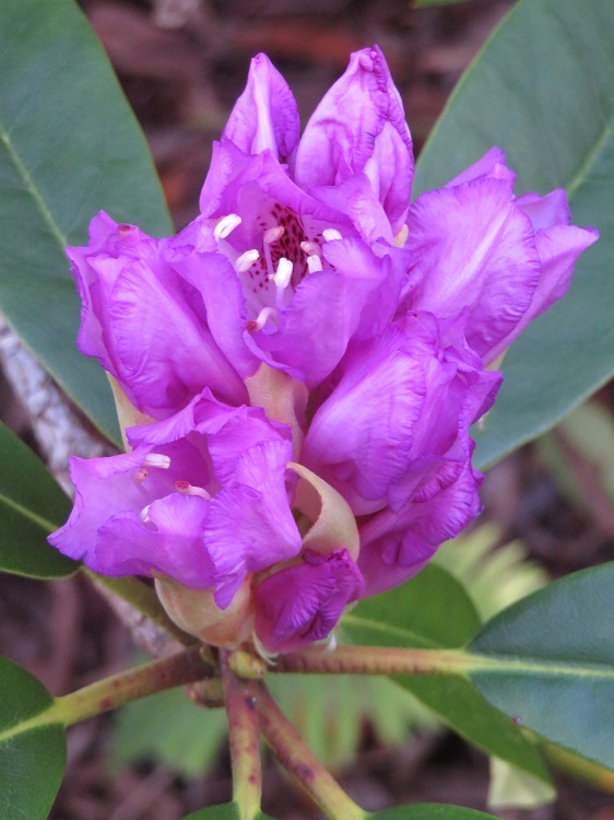 Campbell Rhododendron Gardens, Blackheath