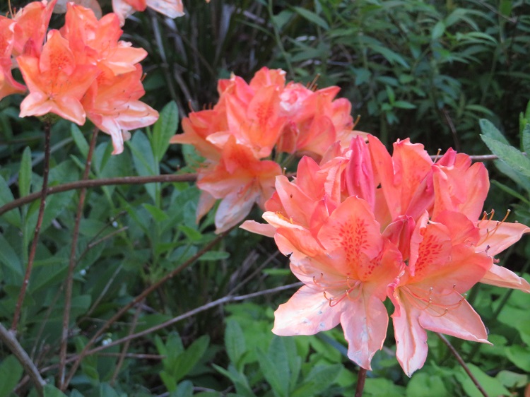 Campbell Rhododendron Gardens, Blackheath