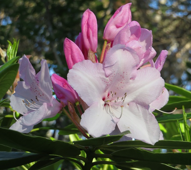 Campbell Rhododendron Gardens, Blackheath