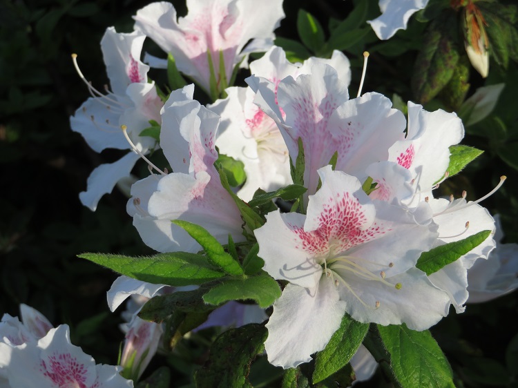 Campbell Rhododendron Gardens, Blackheath