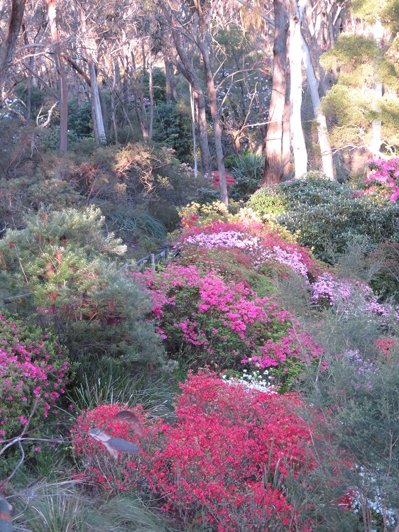 Campbell Rhododendron Gardens, Blackheath