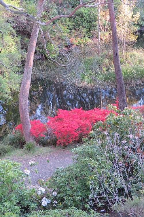 Campbell Rhododendron Gardens, Blackheath