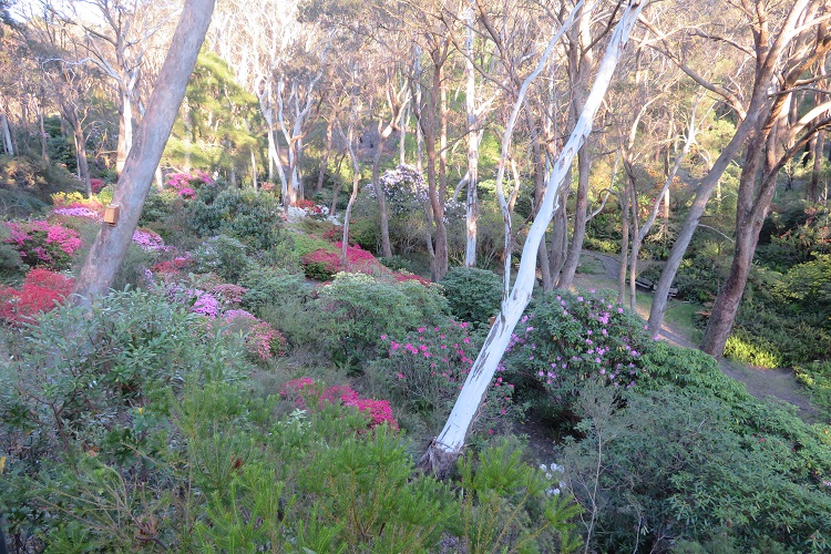 Campbell Rhododendron Gardens, Blackheath