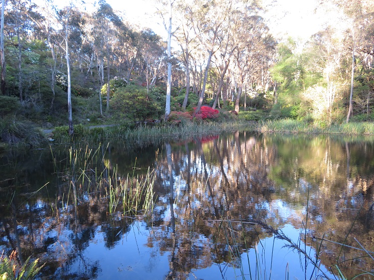Campbell Rhododendron Gardens, Blackheath