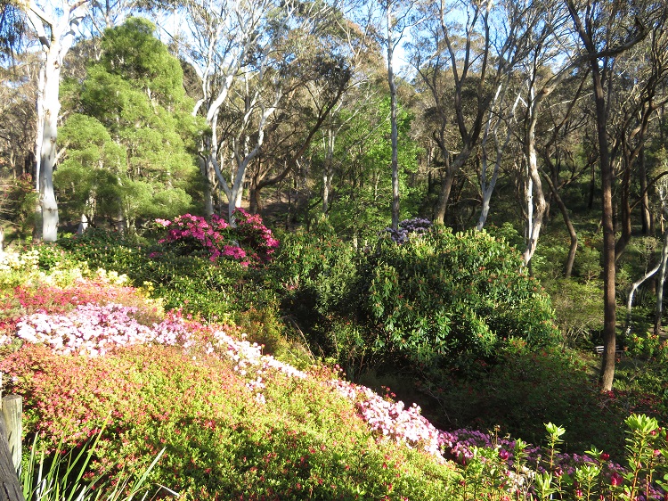 Campbell Rhododendron Gardens, Blackheath