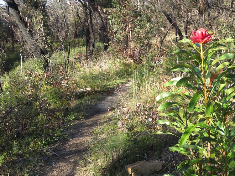 Campbell Rhododendron Gardens, Blackheath