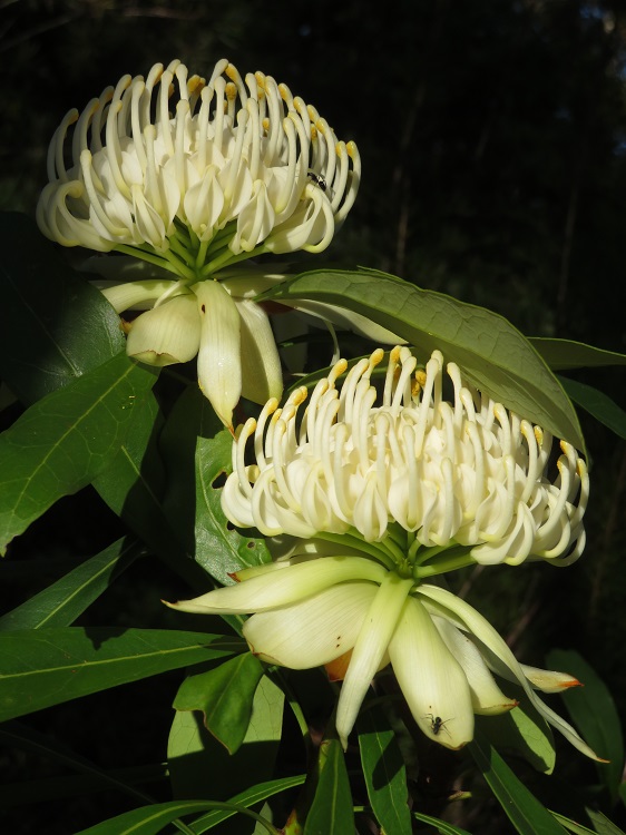 Campbell Rhododendron Gardens, Blackheath