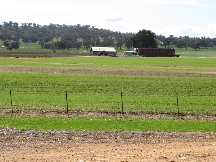 Lucerne paddocks on Wilbertree Road on the Central West Cycle Trail