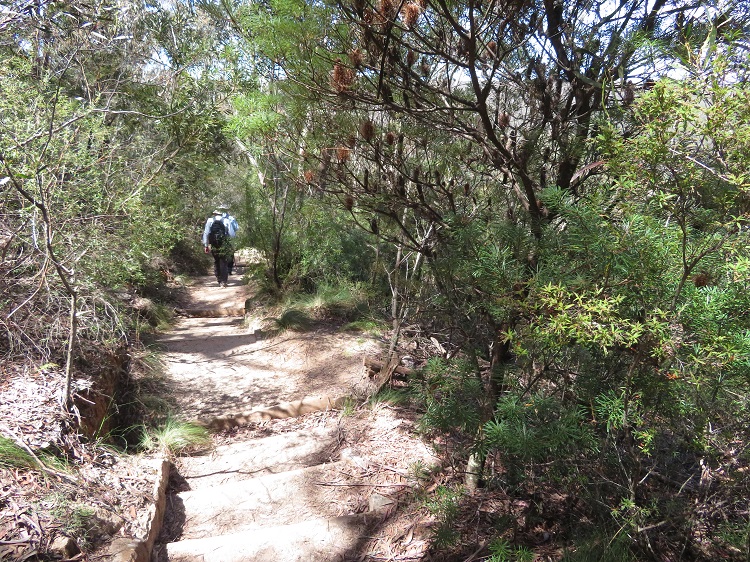 The Grand Canyon Track at Blackheath, the Blue Mountains NSW