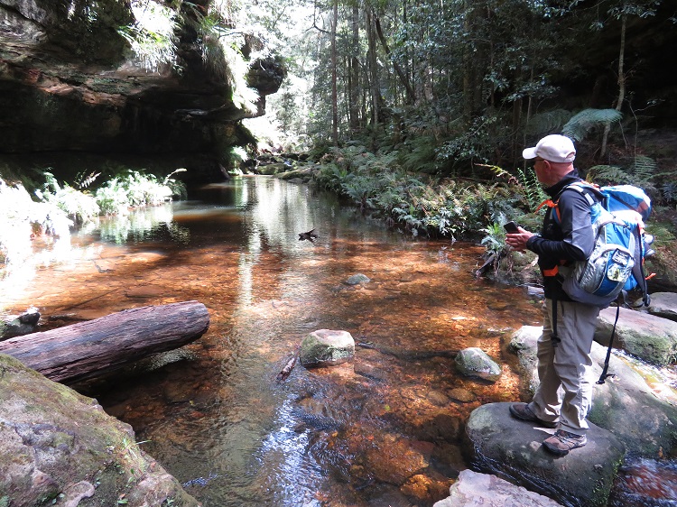 The Grand Canyon Track, Blackheath, Blue Mountains.